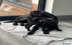 Mixed Breed dogs for sale: cano corso cross lilac british bulldog - Image 11