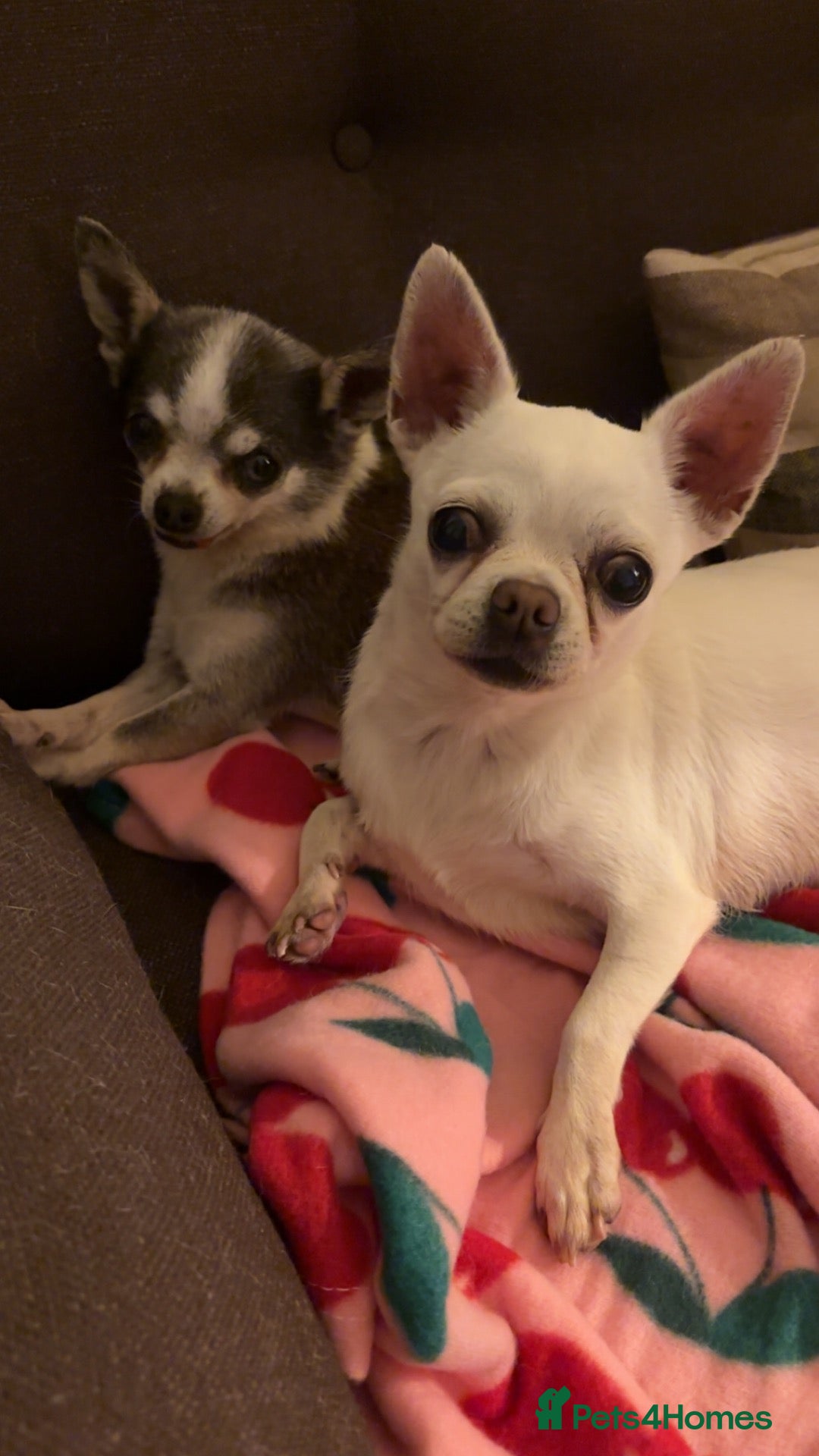 Chihuahua dogs 2 Chihuahua Girls - Advert 5
