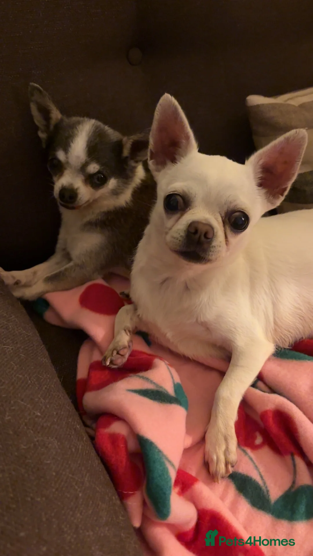 Chihuahua dogs for sale: 2 Chihuahua Girls in Worcester - Advert 1
