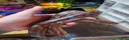 Corn Snake reptiles for sale: Bullsnakes and Cornsnakes  in Stockport - Advert 4