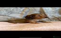 Miniature Dachshund dogs for sale: mini long hair pups for sale  - Image 5