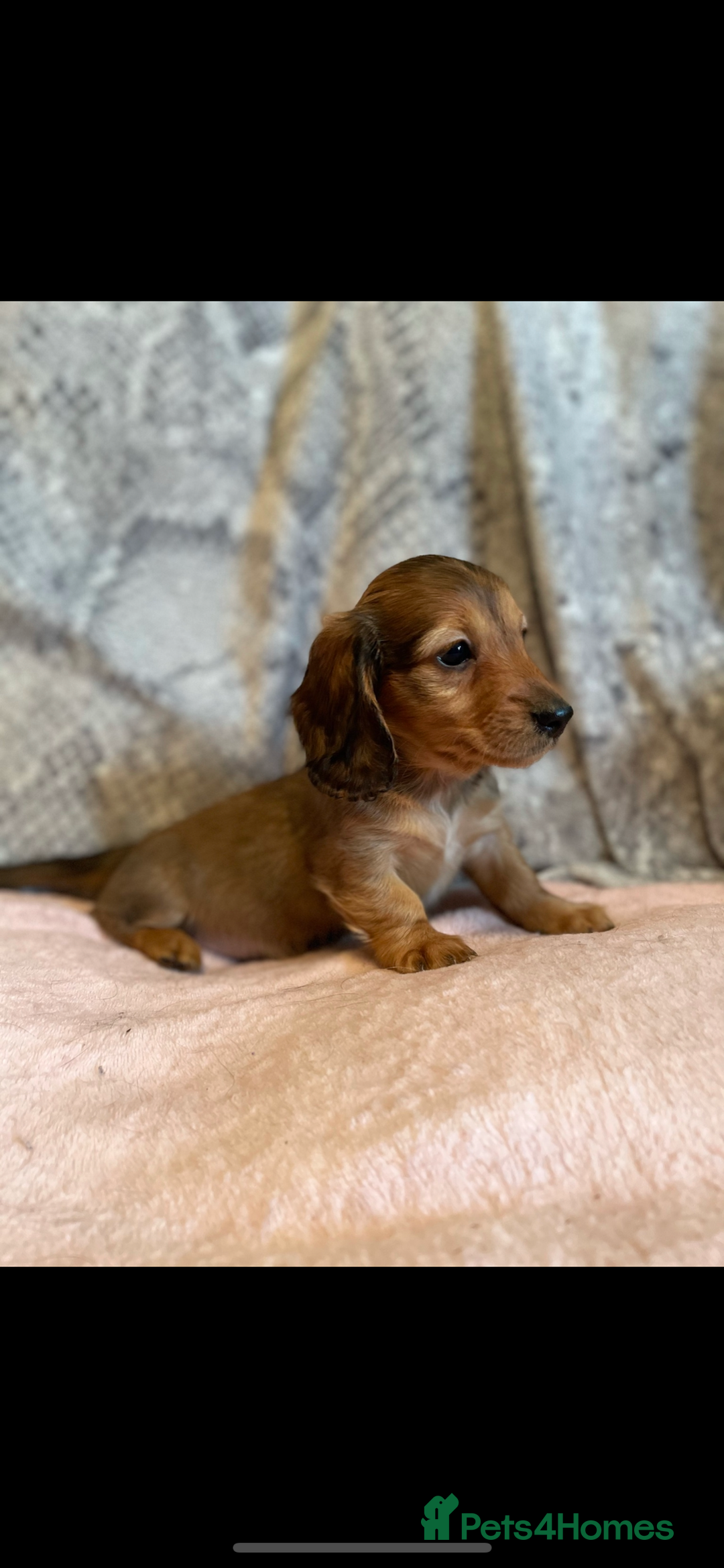 Miniature Dachshund dogs for sale: mini long hair pups for sale  - Image 5