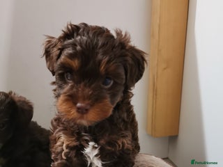 Yorkshire Terrier dogs Biewer Shizu Tzu cross pups - Advert 21