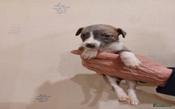 Whippet dogs for sale: Beautiful KC Reg Whippet Puppies - Advert 19