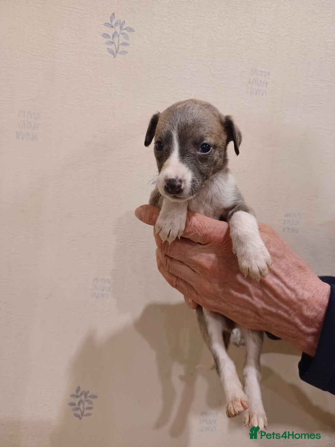 Whippet dogs for sale: Beautiful KC Reg Whippet Puppies - Advert 19