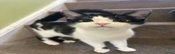 Mixed Breed cats for sale: Mid kitten  in London - Advert 4