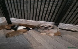 Shih Tzu dogs for sale: Karashishi imperial shih-tzu puppies  - Image 1