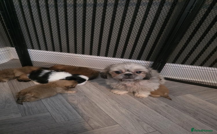 Shih Tzu dogs - Advert 4