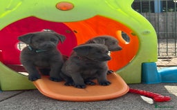 Labrador Retriever dogs for sale: Beautiful Silver & Charcoal KC Labs - Image 14