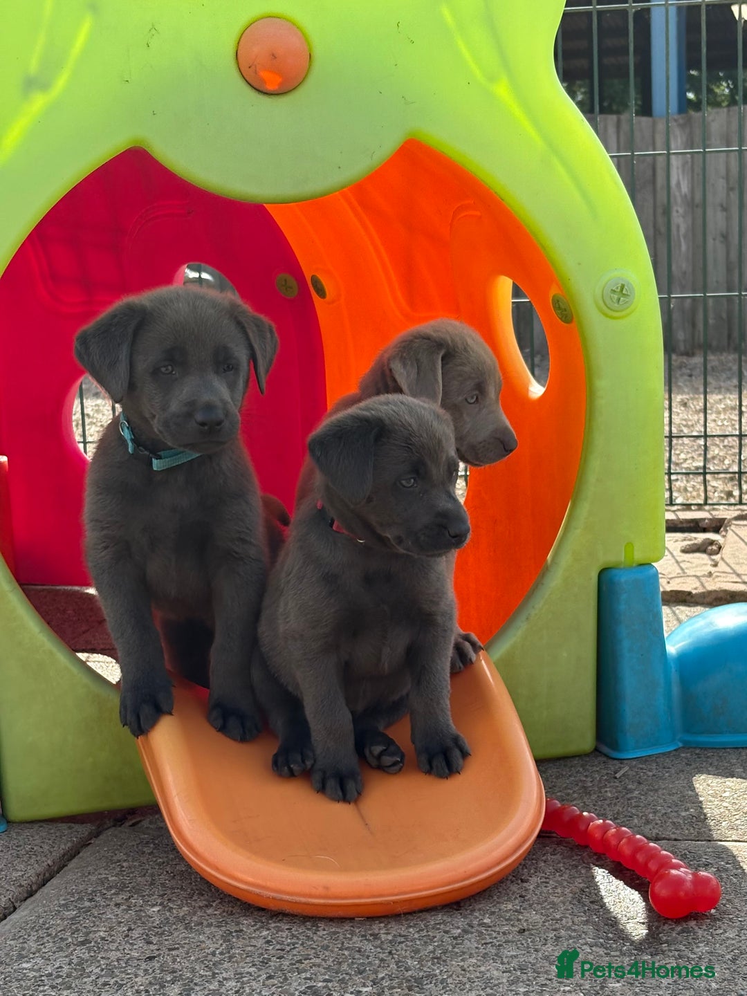 Labrador Retriever dogs for sale: Beautiful Silver & Charcoal KC Labs - Image 14