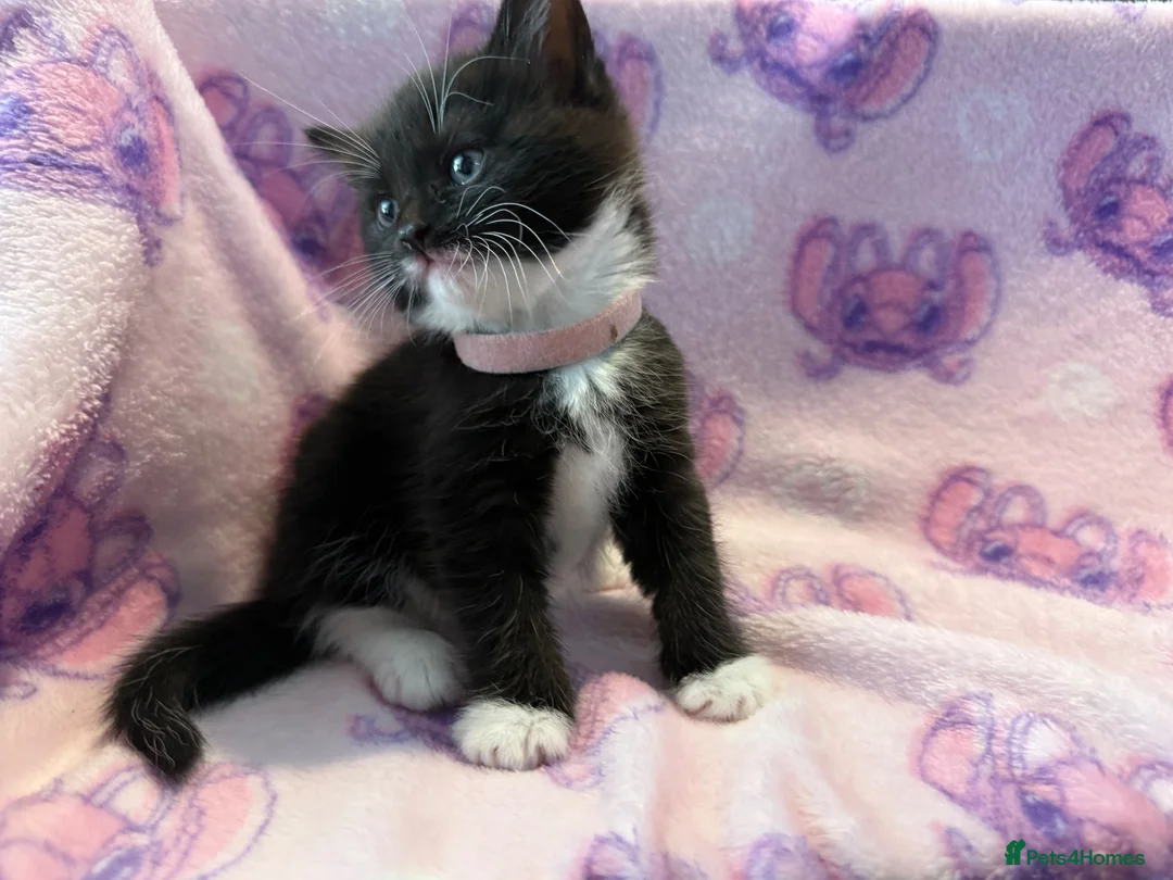 Mixed Breed cats for sale: 3 GORGEOUS KITTENS LEFT READY TOMORROW  - Advert 13