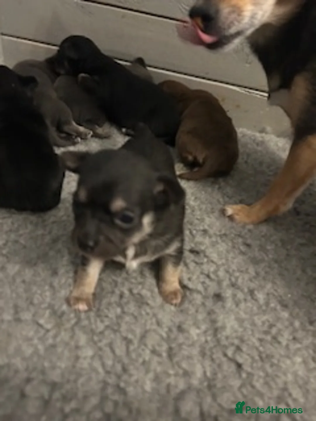Chihuahua dogs for sale: Chihuahua puppies - Advert 2