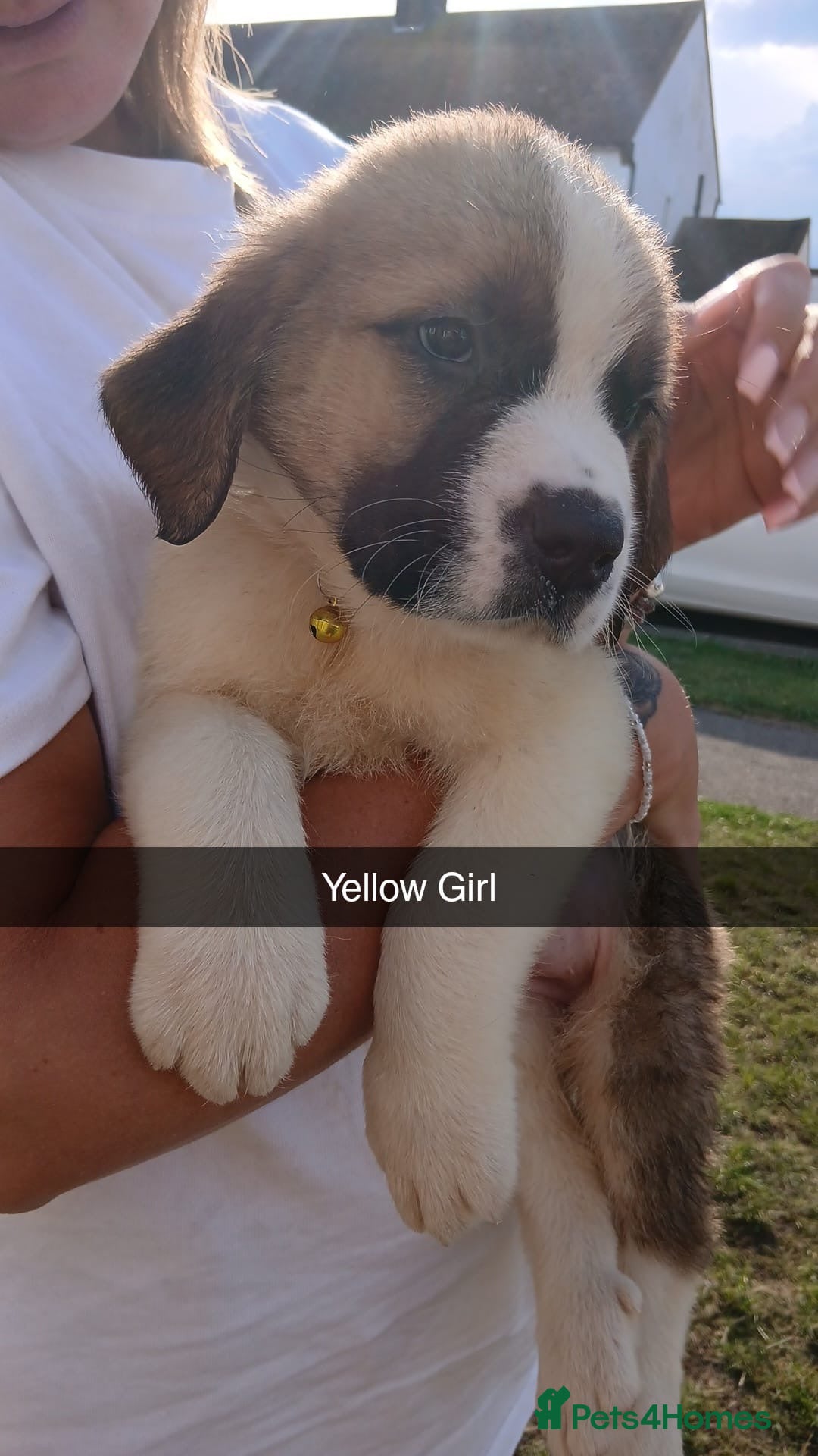 Saint Bernard dogs for sale: Saint Bernard puppies  - Image 16