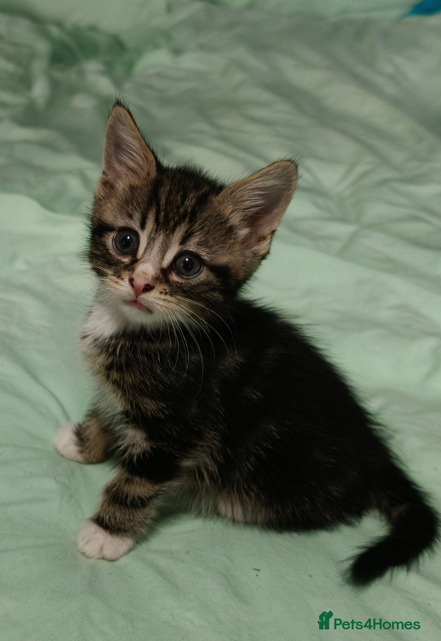 Mixed Breed cats Beautiful kittens £80 each - Advert 2