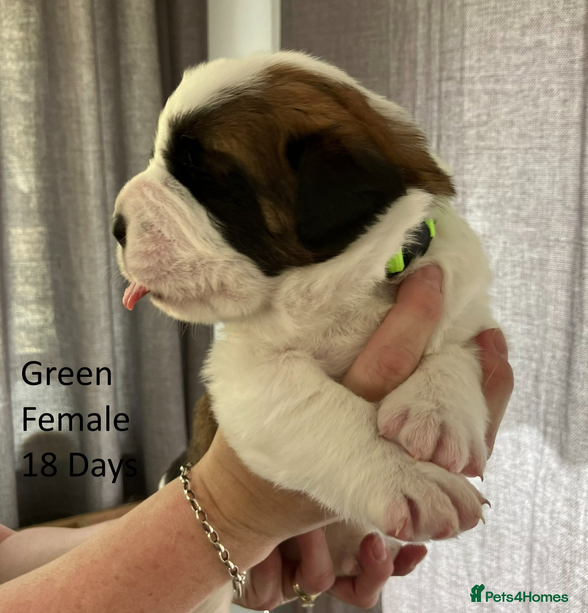 Saint Bernard dogs KC Registered Saint Bernard Pups - Advert 3