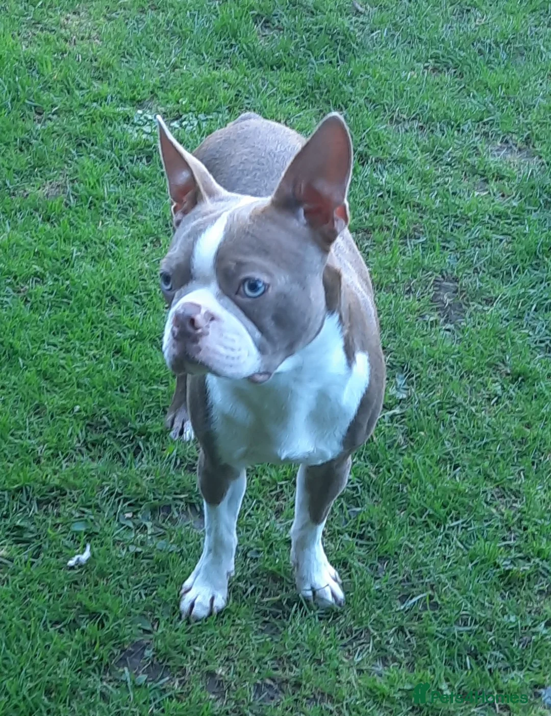 Boston Terrier dogs for stud: Stunning Lilac Male in Middlesbrough - Advert 2