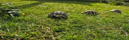 Hermann Tortoise reptiles for sale: Hermann Tortoise almost 3 years old (wildling) - Advert 14