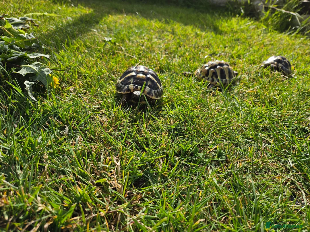 Hermann Tortoise reptiles for sale: Hermann Tortoise almost 3 years old (wildling) - Advert 14