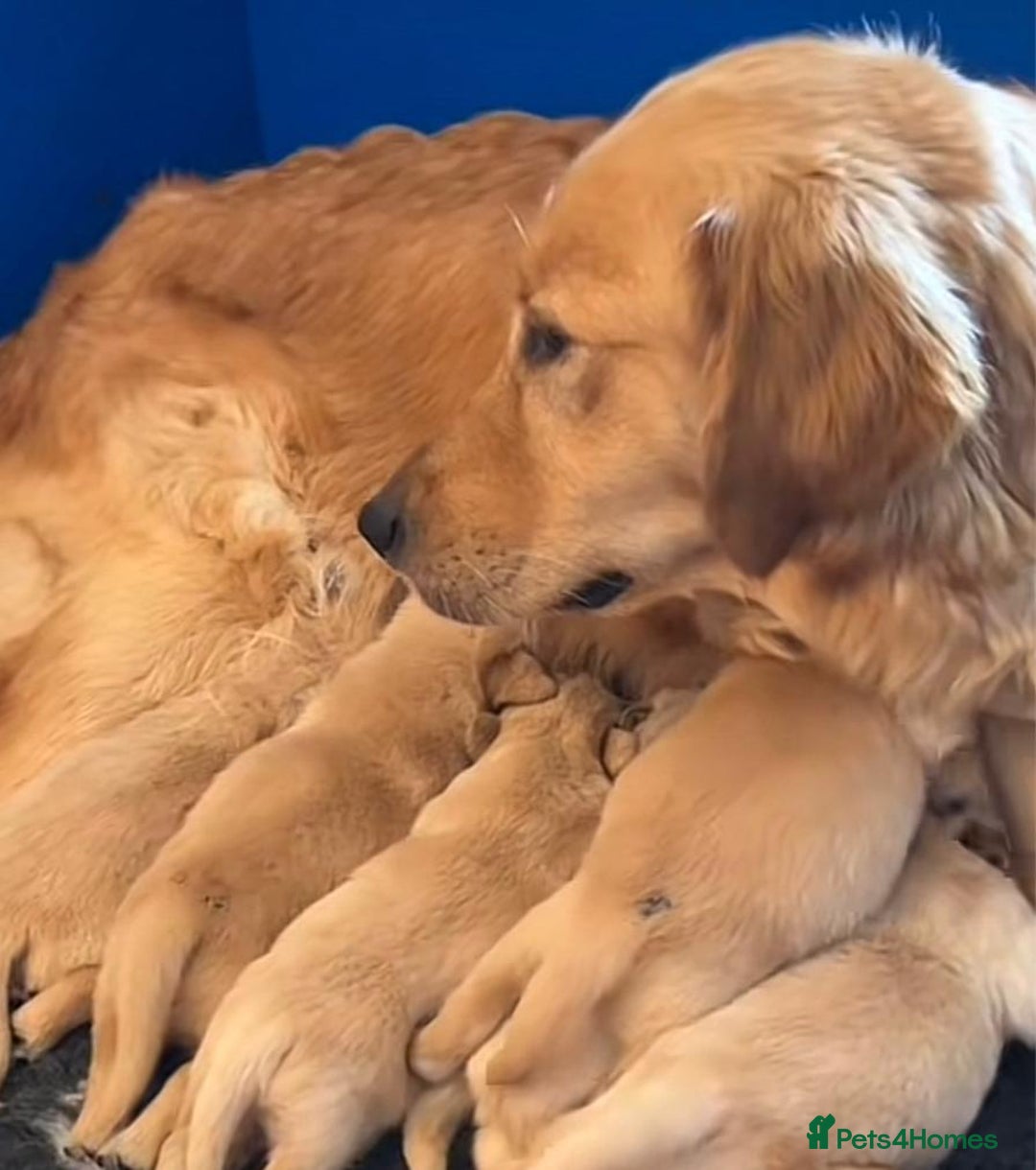 Golden Retriever dogs for sale: Golden retriever puppy's for sale  - Image 13