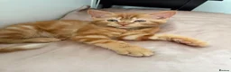 Mixed Breed cats for sale: Ginger female kitten  in London - Advert 4
