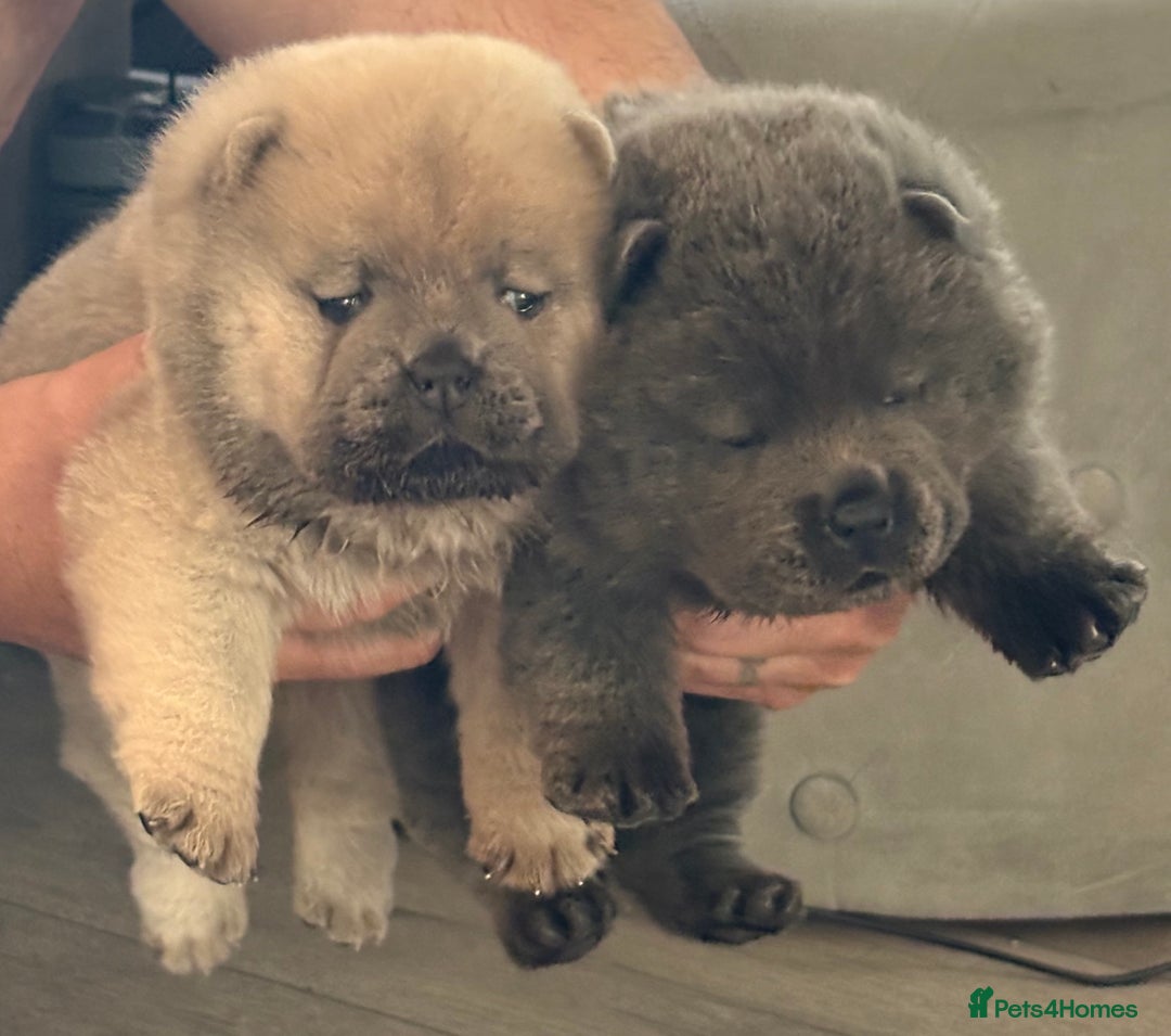 Chow Chow dogs for sale: Quality chow chow pups - Image 25