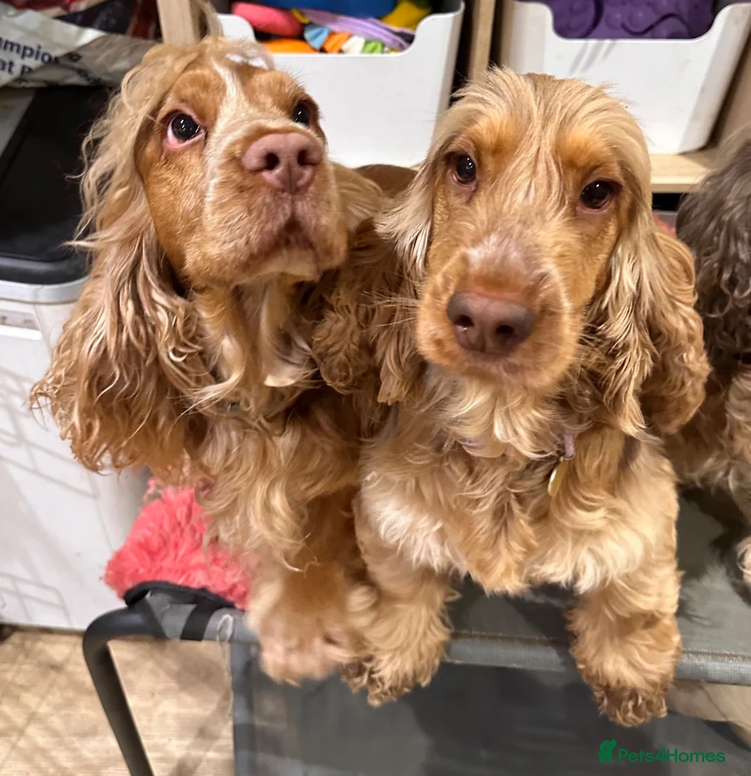 Cocker Spaniel dogs for sale: KC Show Cocker Spaniels - home reared - Advert 2