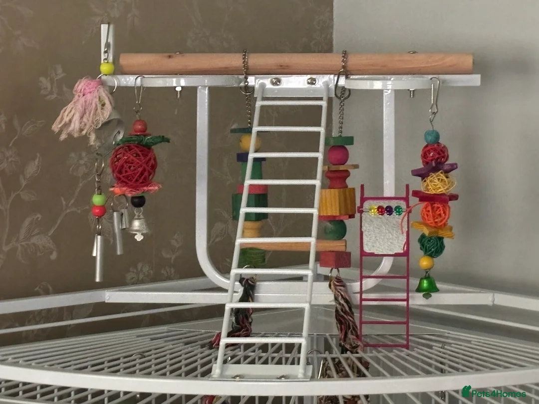 Parakeets birds for sale: Beautiful Male Green Indian Ringneck, cage/toys - Advert 4