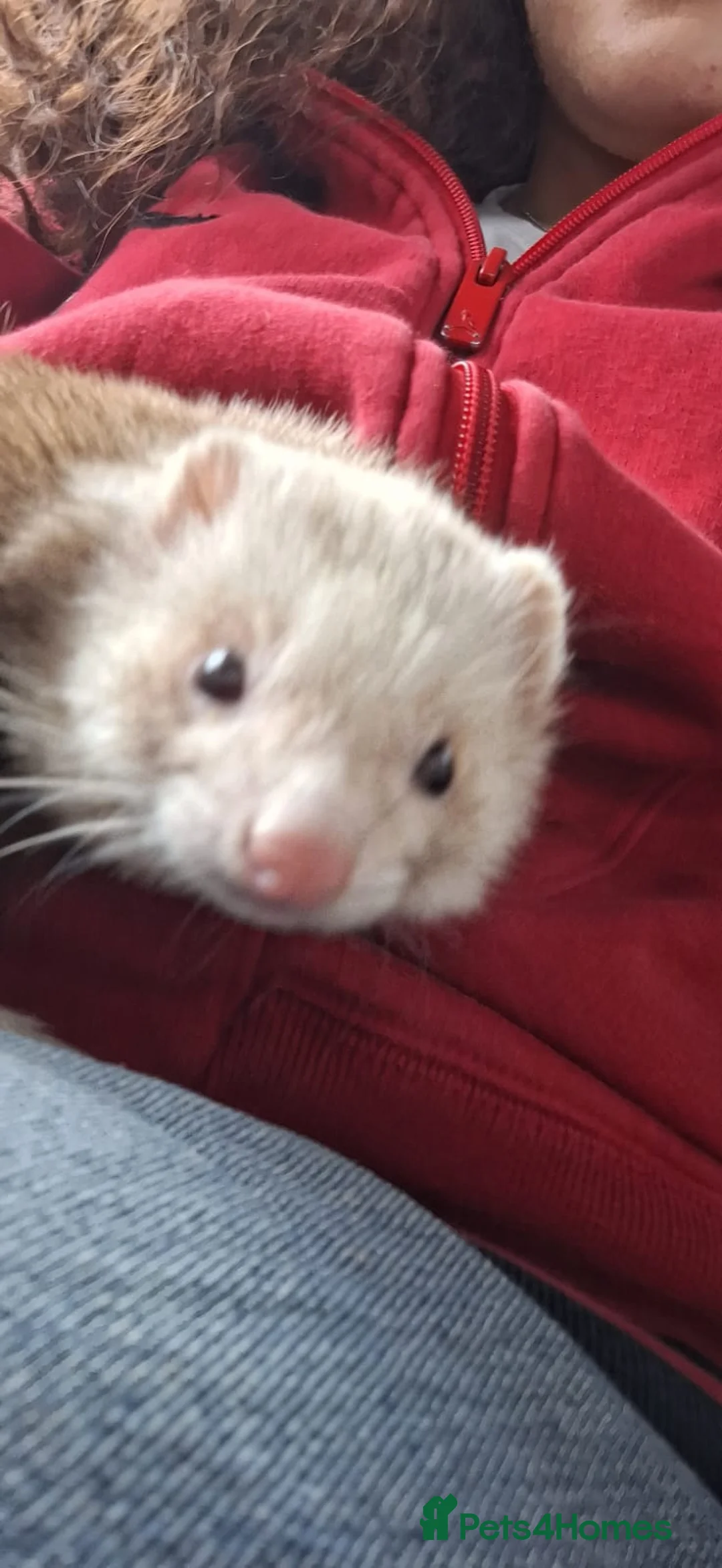 Ferret rodents for sale: Champagne hop ferret  - Advert 5