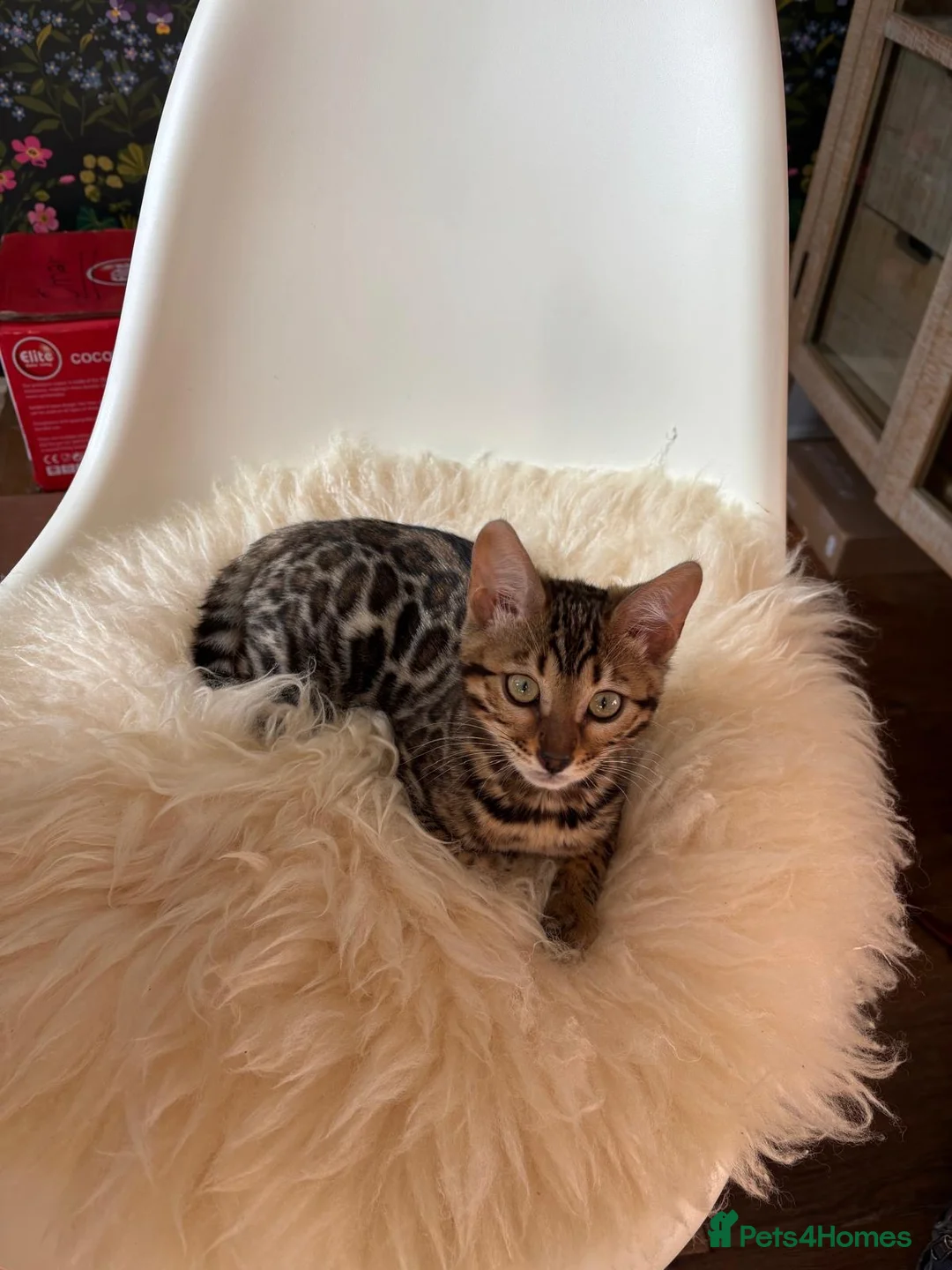 Bengal cats for sale: Rayna  in Stockport - Advert 1