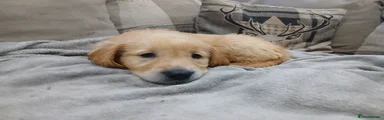 Golden Retriever 2