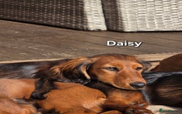 Dachshund dogs for sale: Red long-haired standard dachshund puppies - Image 27