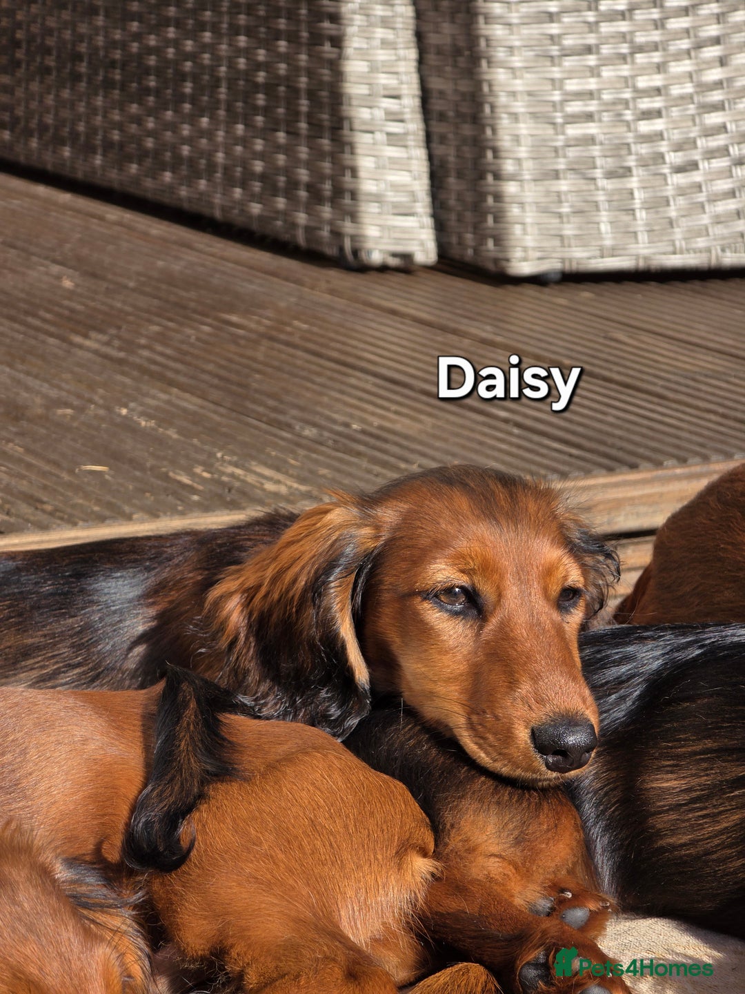 Dachshund dogs for sale: Red long-haired standard dachshund puppies - Image 27