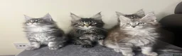 Maine Coon cats for sale: Maine coon kittens - Advert 12