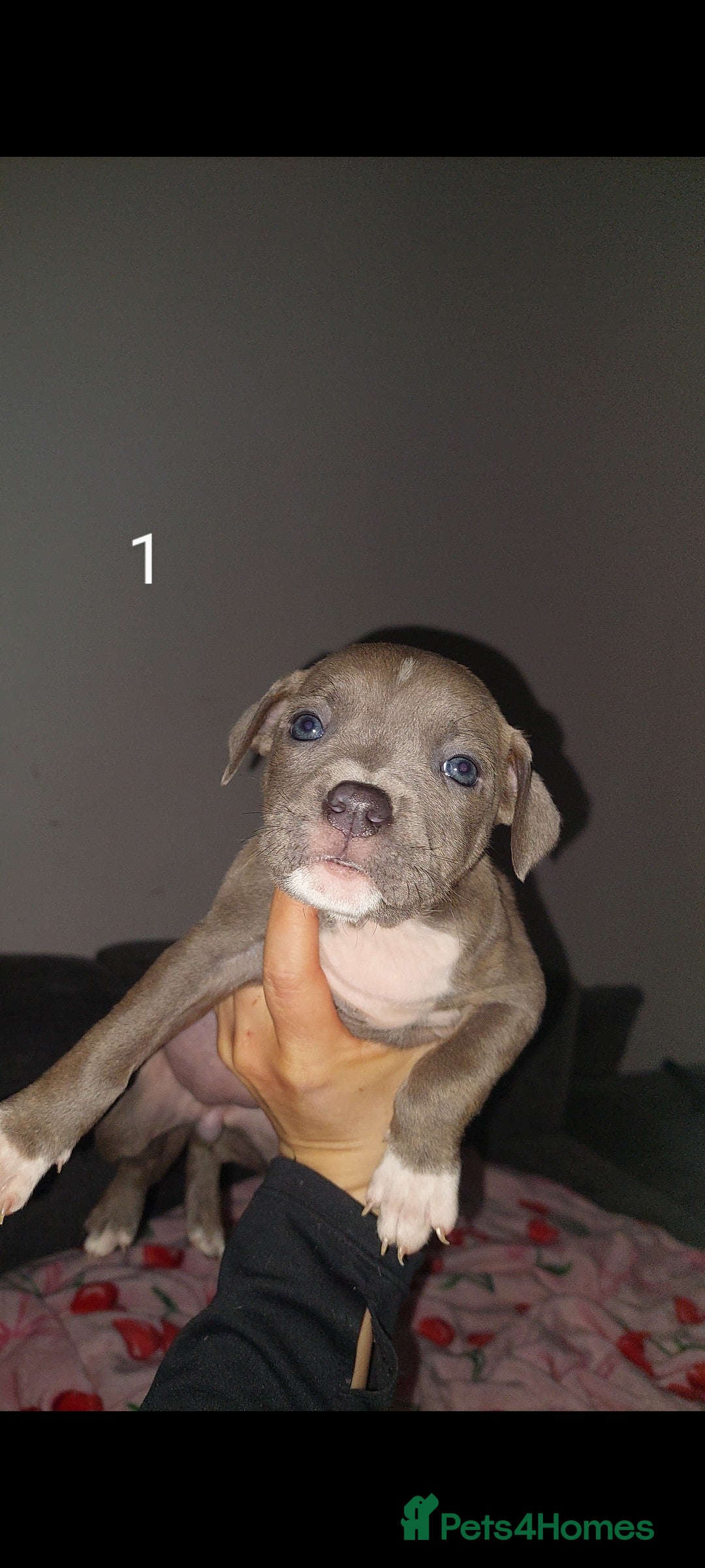 Mixed Breed dogs ONLY 1 GIRL 1 BOY LEFT staffy pocket bully pups  - Advert 9