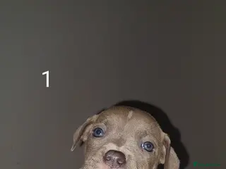 Mixed Breed dogs ONLY 1 GIRL 1 BOY LEFT staffy pocket bully pups - Advert 9