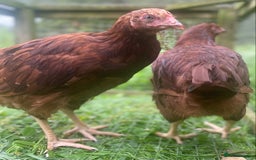 Chickens poultry for sale: Rhode Island Red - Image 2