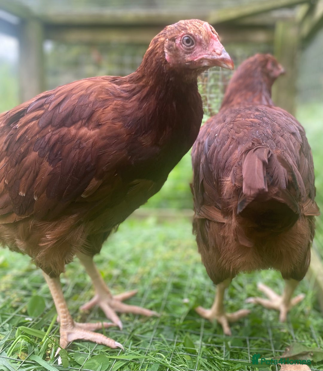 Chickens poultry for sale: Rhode Island Red - Image 2