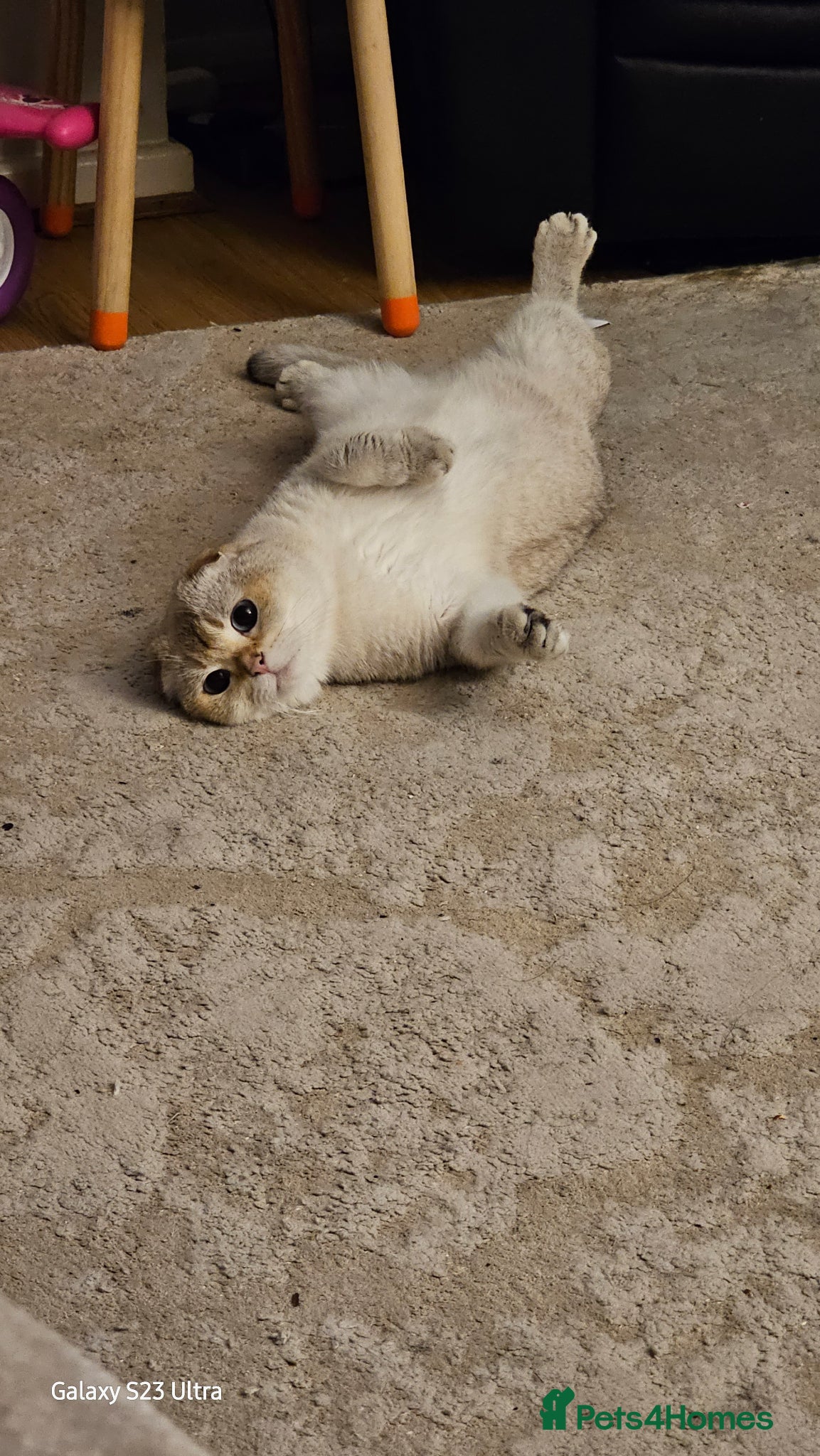 Scottish Fold cats Stunning rare colour Scottish Fold Kittens.  - Advert 2