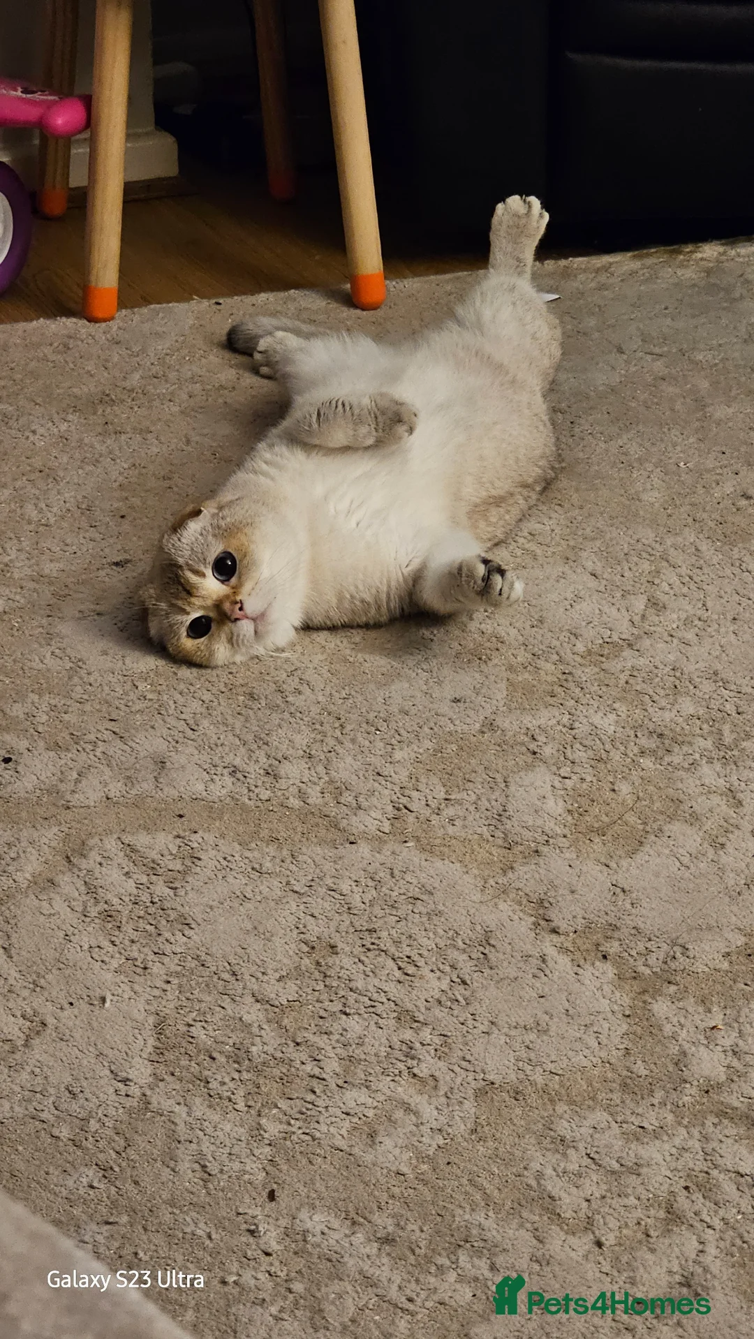 Scottish Fold cats for sale: Stunning rare colour Scottish Fold Kittens.  - Advert 2