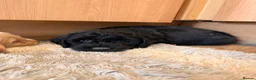 Cockapoo dogs for sale: 🏡Ready to leave cockerpoos 🐶🏡 in Marlborough - Advert 13