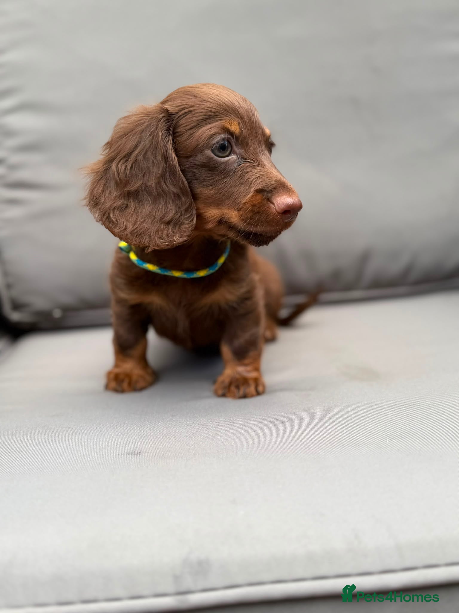 Dachshund dogs 1  Miniature long hair dachshund puppy left  - Advert 17