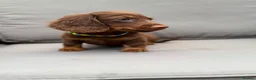 Dachshund dogs for sale: 1  Miniature long hair dachshund puppy left  - Advert 1