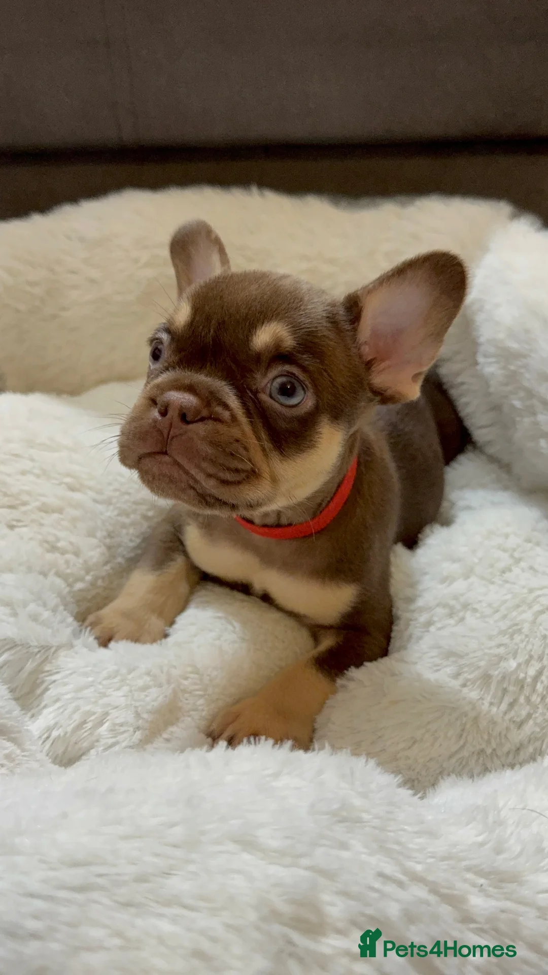 French Bulldog dogs for sale: Frenchies in Chocolate & Tan and Rojo - Advert 12