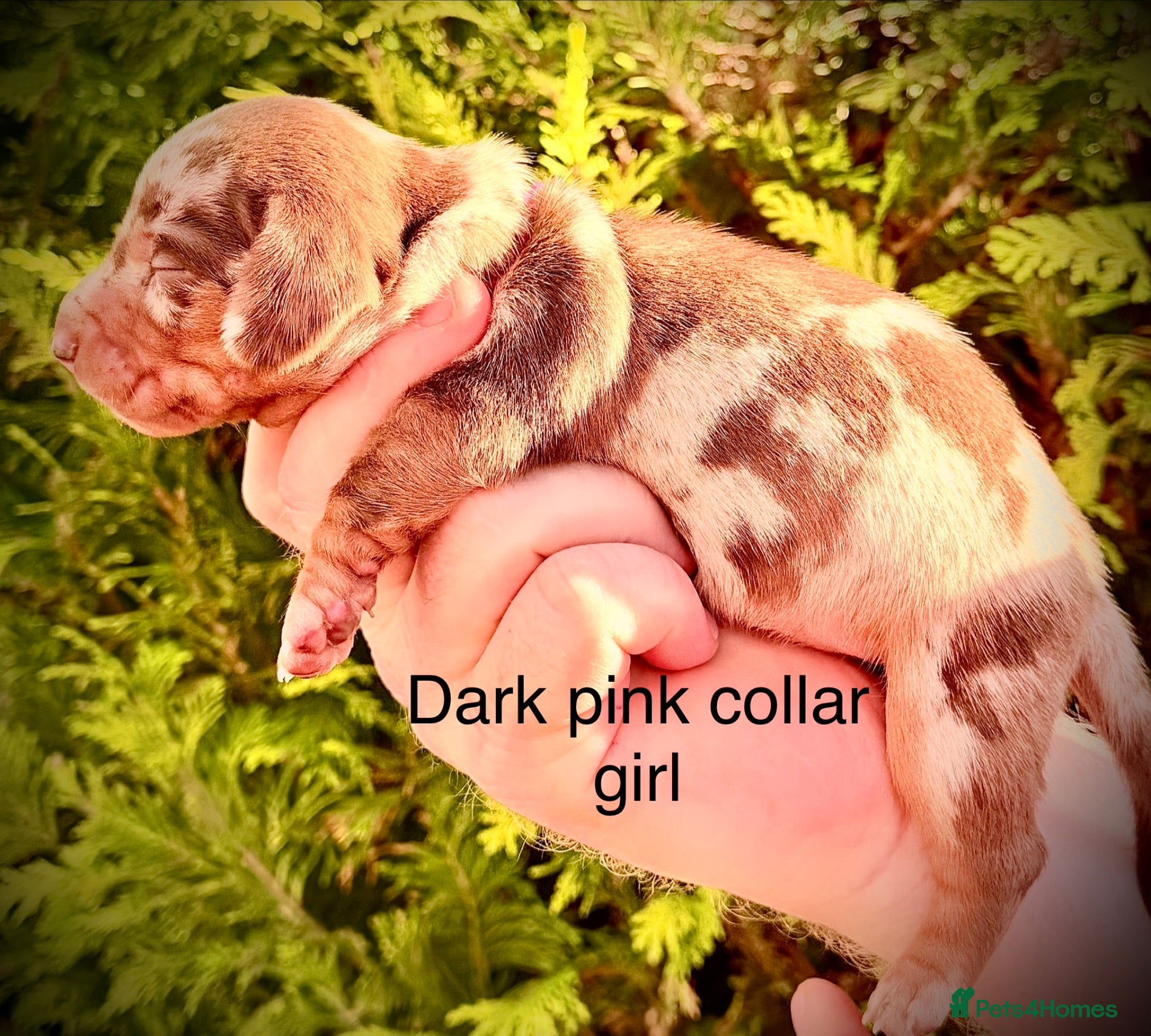 Miniature Dachshund dogs for sale: From DNA and health tested parents mini Daxi pups  - Advert 12