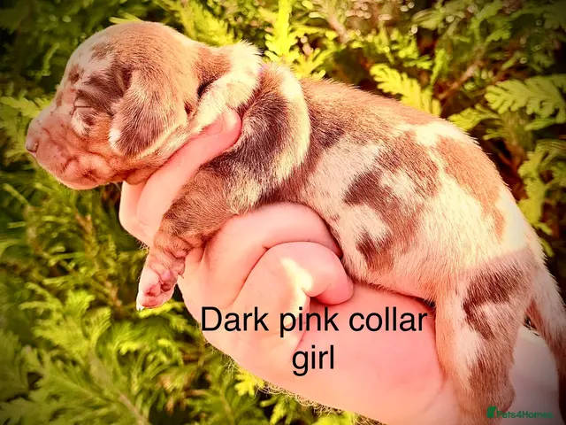 Miniature Dachshund dogs for sale: From DNA and health tested parents mini Daxi pups - Advert 12