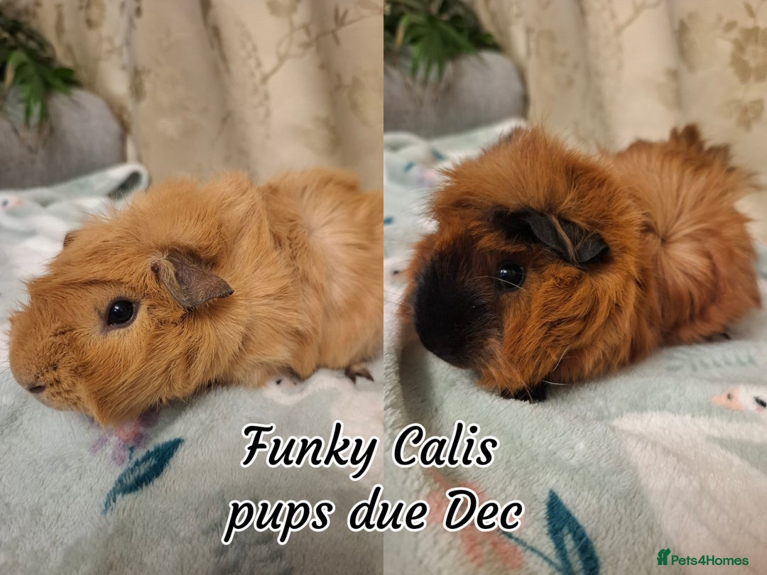 Guinea Pig rodents for sale: White Cali Baby Boars  - Advert 5