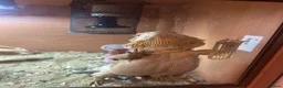 Bearded Dragon reptiles for sale: Bearded Dragon Female  in Cardiff - Advert 10
