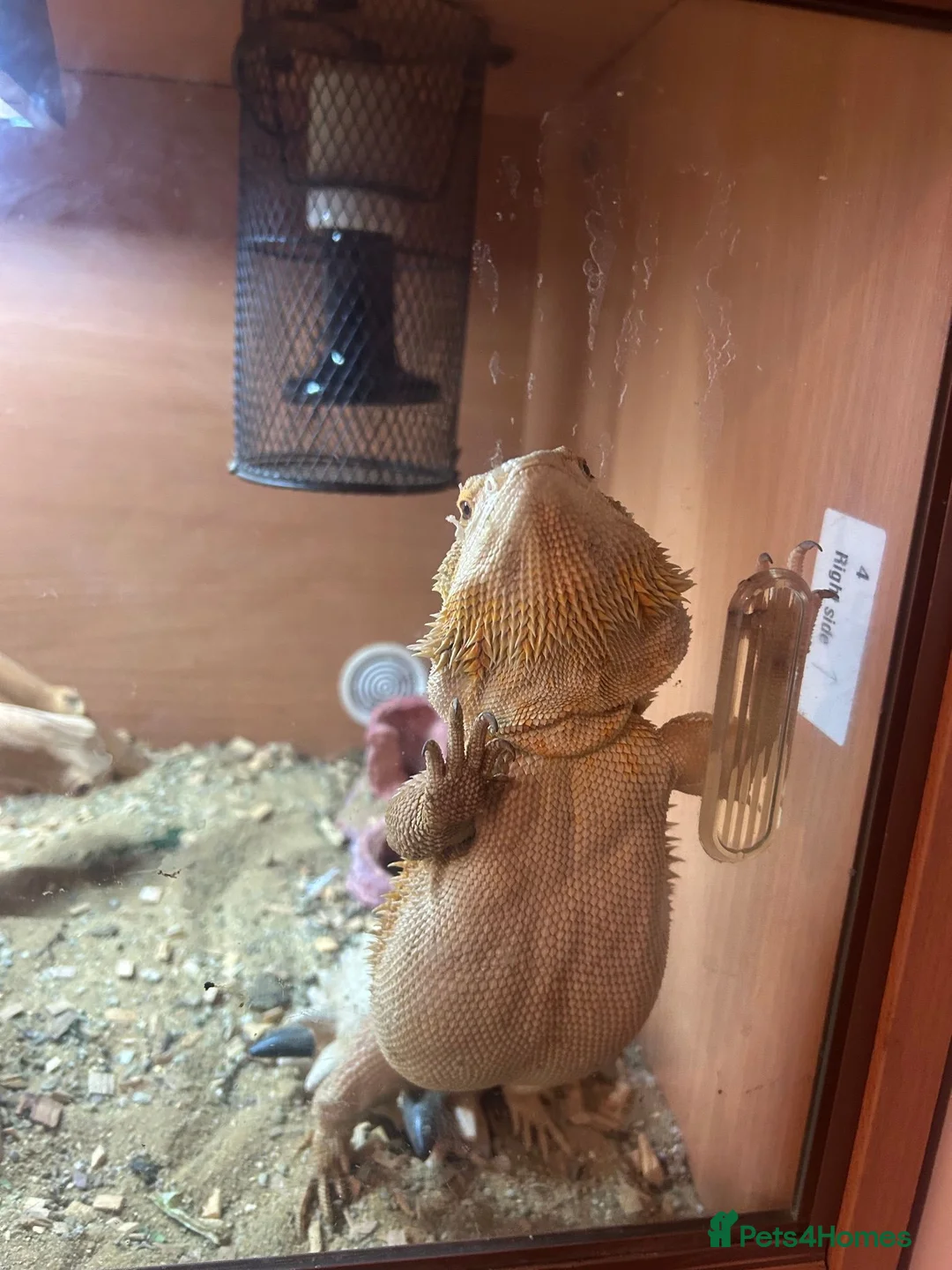 Bearded Dragon reptiles for sale: Bearded Dragon Female  in Cardiff - Advert 10