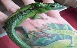 Skink reptiles for sale: 0.0.3 CB Emerald Tree Skinks - Image 3