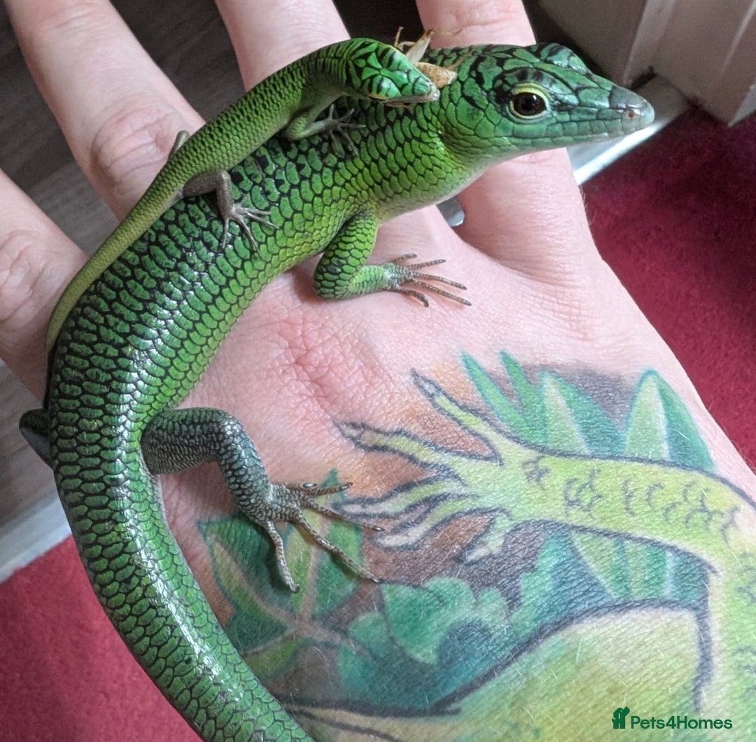 Skink reptiles for sale: 0.0.3 CB Emerald Tree Skinks - Image 3